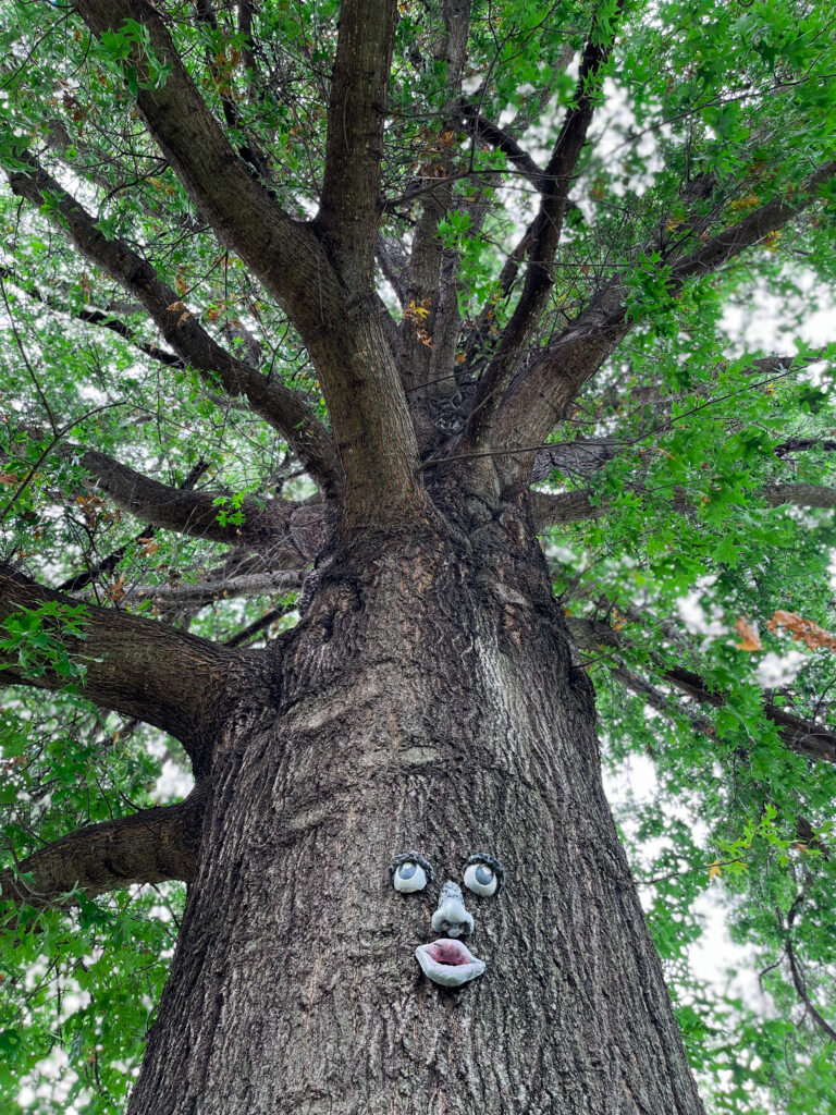 Grandpa Oak Tree